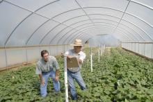 Researchers Mark Shankle and Ramon Arancibia test soil moisture and its effects on sweet potatoes at MSU's Pontotoc Ridge-Flatwoods Branch Experiment Station. (Photo by Bob Ratliff)