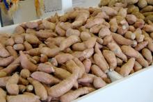 Mississippi's sweet potato industry has grown steadily, and today there are more than 90 sweet potato operations within 40 miles of Vardaman.
