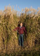 A field of "Freedom" giant miscanthus on Mississippi State Univ