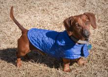 Doggie coats, such as the one modeled by Blue, a miniature Dachshund from Starkville, can help small animals stay warm during winter. (Photo by MSU Ag Communications/Scott Corey)