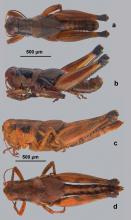 JoVonn Hill discovered and named this new species of grasshopper, Melanoplus ingrami. The grasshopper is a small, tannish to gray-colored, short-winged insect that lives in the cedar glades near Nashville. (Photo by Mississippi Entomological Museum/JoVonn Hill)