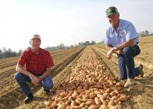 Benny Graves (left), executive director of the Mississippi Sweet Potato Council in Vardaman, and Kenneth Alexander of Alexander Farms kneel beside rows of sweet potatoes laid out to be bedded in Vardaman in late March. (Photos by Scott Corey)
