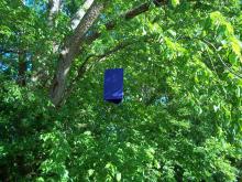 The emerald ash borer trap is a three-dimensional triangle or prism. It is made out of thin, corrugated purple plastic that has been coated with non-toxic glue on all three sides. The traps are about 24 inches long and hang vertically in ash trees or are secured to tree trunks. (Photo by USDA APHIS/Jay Standley)