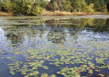 This shallow pond is infested with watershield, an aquatic plant that spreads rapidly and is difficult to control once established. (Photo submitted)