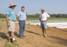 James Earnest, left, and his business partner, Doil Moore, right, visit with Chickasaw County Extension Agent Scott Cagle at the gardens on Prospect Produce Farm in the Sonora Community south of Houston. (Photos by Linda M. Breazeale)