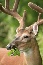 Proper land and herd management strategies have a positive impact on the quality and health of the white-tailed deer population in Mississippi. (Photo courtesy of Steve Gulledge.)