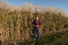Mississippi State University research scientist Brian Baldwin developed Freedom giant miscanthus, a biofuel feedstock used to create tank-ready gasoline. (Photo by MSU Ag Communications/Scott Corey)