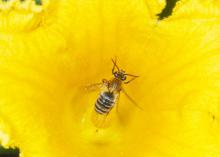 Squash bees are solitary, native insects that specialize in pollinating squashes, pumpkins and gourds. Unlike honey bees, squash bees are not social and nest in the ground. (Photo courtesy of Blake Layton)