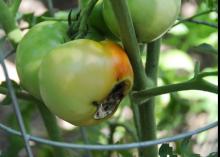 Blossom-end rot, seen on this tomato, is a common problem in home gardens. It is typically caused by uneven watering, which prevents enough calcium from reaching the fruit. (Photo by MSU Ag Communications/Scott Corey)