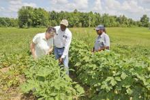 From left, Holmes County Extension Director Betsy Padgett, Holmes County District 2 Supervisor James Young, and Holmes County Supervisor District 2 staff member Linda Lowery inspect okra in the community garden in Durant. (Photo by MSU Ag Communications/Scott Corey)