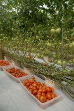 These 8-month-old hydroponic tomato vines are 30 feet long and producing close to 4,000 pounds of tomatoes per week at St Bethany Fresh farm in Pontotoc County on Aug. 2, 2012. The 3,000 plants in the 12,000-square-foot greenhouse produced 6,000 pounds of tomatoes per week during the peak weeks in April and May. (Photo by MSU Ag Communications/Linda Breazeale)
