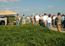 Peanut producers from northwest Mississippi learn about successful production techniques at the Aug. 30 peanut field day near Clarksdale. (Photograph by DREC Communications/Rebekah Ray)