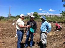 During a recent trip to the Dominican Republic, Mississippi State University scientist Barakat Mahmoud (left) talked to a local Extension agent and a potato farmer about harvesting techniques that reduce the chances of bacterial contamination and food-borne illness. (Submitted Photo)