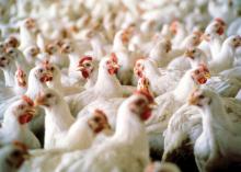 Mississippi's poultry industry ended the year with a preliminary estimated value of $2.5 billion, holding on to the top spot among agricultural commodities in the state for 2012. Broiler values saw a 7 percent increase from 2011, while estimated egg and chicken values remained level. (MSU Ag Communications/file photo