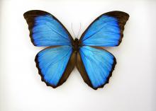 This blue Morpho butterfly has a wingspan of about 4 inches and was one of about 1,300 butterfly specimens donated to Mississippi State University by Ruth Williams, widow of lifelong collector Jim Williams. (Photo by MSU Ag Communications/Kat Lawrence)