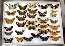 Jim Williams, a teacher in Virginia, collected butterflies extensively in Ecuador for seven summers. He spent his free time during the school year labeling and pinning his specimens. (Photo by MSU Ag Communications/Kat Lawrence)