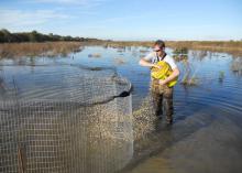 Joe Lancaster baits a pond to attract mallard ducks he can tag and equip with a radio frequency transmitter as part of a study designed to learn about ducks' use of habitats. (Submitted Photo)