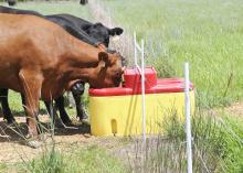 Cows at Gordon Farms in Panola County drink from water fountains placed at the fences between paddocks in Durwood Gordon's intensive grazing cattle operation. (Photo by MSU Ag Communications/Scott Corey)
