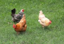 Mississippi State University Extension experts have a new publication for people interested in raising chickens for eggs and meat: “Managing the Backyard Flock,” available at http://www.msucares.com. (Photo by MSU Ag Communications/Kat Lawrence)