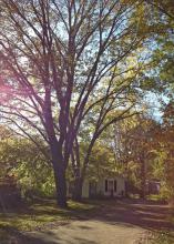 Correctly placed trees can provide beauty and shade to houses, add value and reduce the amount of money spent each year on air conditioning. (Photo by MSU Landscape Architecture/Bob Brzuszek)