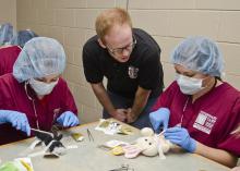 Third-year Mississippi State University College of Veterinary Medicine student Andrew Nelson (center), supervises as Vet Camp attendees practice suturing techniques on plush toy animals. (Photo by MSU College of Veterinary Medicine/Tom Thompson)