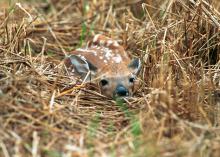 Fawns are left alone while their mothers forage for food, a survival strategy that leads people to believe the fawns have been abandoned. Leave wild baby animals alone and call the Mississippi Department of Wildlife, Fisheries and Parks to report an orphan. (Photo by MSU Ag Communications/File Photo)