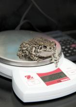 Diane, a Boreal toad living in a Mississippi State University laboratory, was weighed before entering a 6-month simulated hibernation earlier this year. (Photo by MSU Ag Communications/Kat Lawrence)