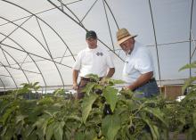 Mississippi State University Extension Service agent Jim McAdory and Choctaw Fresh Produce general manager Dick Hoy check plants at the high tunnels near Conehatta Elementary. (Photo by MSU Ag Communications/Kat Lawrence)