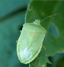 Stink bugs are plentiful in fall gardens and are especially attracted to fall tomatoes and peppers. Maintaining a spray program will help control these and other late-season pests. (File Photo/MSU Ag Communications)