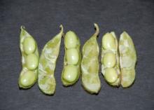 The best way to determine soybean maturity level is to split open the pod and examine the seed inside. This soybean has reached the R6.5 stage. (Photo by MSU Extension Service)