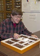Mississippi State University researcher Terence Shiefer examines a specimen that is part of a large collection of long-horned beetles recently donated to the Mississippi Entomological Museum, in this photo taken in Starkville, Miss., Oct. 18, 2013. (Photo by MSU Ag Communications/Kat Lawrence)