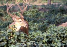 Mississippi forestland can produce trophy bucks when land managers control deer density, create a good buck age structure, manage deer habitat and then selectively harvests bucks. (File photo by MSU Ag Communications)