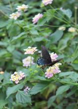 Planting flowers that attract butterflies can add another dimension of beauty to a backyard wedding or reception. (Photo by MSU Ag Communications/Keri Collins Lewis)