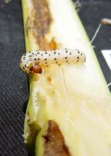 Mississippi State University is recommending producers spray for the Southwestern corn borer based on adult pests caught in traps rather than the number of egg infestations counted. This Southwestern corn borer is in the caterpillar stage. (Photo by MSU Extension Service/Angus Catchot)