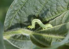 Mississippi State University researchers changed the point at which they recommend soybean producers stop spraying for defoliating insects, such as soybean loopers. This soybean looper is in the caterpillar stage. (Photo by MSU Extension Service/Angus Catchot)