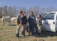 Lauren Bright, second from left, discusses the nutritional value of winter grasses for cattle with fellow Mississippi State University students Seth Jenkins and Lauren Comstock and Dr. David Smith. In May, Bright will be the first graduate of the college's combined DVM-Ph.D. program. (Photo by MSU College of Veterinary Medicine/Tom Thompson)