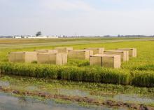 Researchers at Mississippi State University use a large cage over multiple rice plants to help them determine when rice stink bugs cause the most damage. (Photo courtesy of Jeff Gore)
