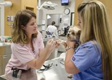 Dr. Juli Gunter, left, and veterinary technologist Michela Koppens perform a skin test on a canine patient. A skin test is the first step in administering allergy therapy, which is used when pets with flea or environmental allergies do not respond to basic treatments. (Photo by MSU College of Veterinary Medicine/Tom Thompson)