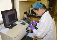 Samantha Kwok of York, Maine, places sperm samples from bulls into a computer-assisted sperm analysis machine on July 16, 2014, as part of her summer research project at Mississippi State University. Kwok, who will be a senior at the University of Maine in Orono this fall, is a fellow in the Research Experience for Undergraduates in Computational Biology funded by the National Science Foundation. (Photo by MSU Ag Communications/Linda Breazeale)