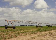 Mississippi State University researchers encourage the use of properly configured overhead irrigation systems for Delta crops. This photo of a pivot-irrigation system in a Washington County cotton field near Leland, Mississippi, was taken June 18, 2014. (Photo by MSU Ag Communications/Bonnie Coblentz)