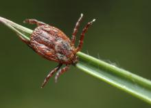 The Dermacentor tick species is among those that infect dogs with a neurotoxin that can paralyze them if left untreated. (Photo by Thinkstock.)