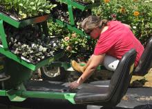 Brittany Reyer sets plants for the fall crop at Reyer Farms in Lena while her husband drives the tractor. (Photo by MSU Ag Communications/Kevin Hudson)