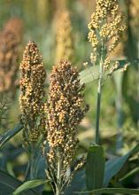 Seed treatment and increased crop monitoring will be critical in preventing sugarcane aphids from causing major damage to future grain sorghum crops in Mississippi. (File photo by MSU Ag Communications/Kat Lawrence)