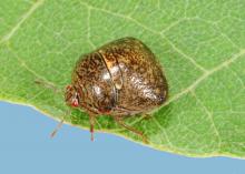 Kudzu bugs are invasive insects from Asia that arrived in Atlanta in 2009. They have been found in nearly every Mississippi county and across the Southeast to Arkansas and Louisiana. (Photo by MSU Extension Service/Blake Layton)