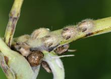 Brown adult and light-colored nymph kudzu bugs are visible on this plant stem. The invasive insects feed on kudzu and soybean plants and can irritate human skin upon contact. (Photo by MSU Extension Service/Blake Layton)