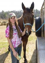Millie Thompson of Starkville grooms her horse, Snip, before riding on Feb. 11, 2015. Thompson is preparing for the 2015 Mississippi 4-H Equine Shadow Program taking place in conjunction with the Dixie National Quarter Horse Show Feb. 16-22 in Jackson. (Photo by MSU Ag Communications/Kevin Hudson)