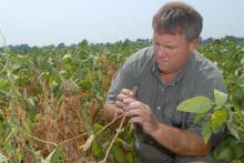 Mississippi State University soybean researcher Don Poston examines drought-stressed soybeans for signs of disease at the Delta Research and Extension Center near Stoneville. (Photo by Jim Lytle)
