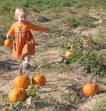 Lauren Beech, age 22 months, searches for the perfect jack-o'-lantern at the Circle Y Pumpkin Patch, near her home in Corinth. (Photo by Jim Lytle)