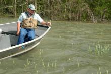 Doug Jeter needs a boat to visit his 150 acres of wheat near the Yazoo River. He holds a wheat head that grew on one of the higher spots in his flooded wheat field in Warren County.  (Photo by Linda Breazeale)