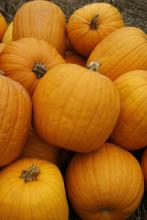 These pumpkins found at J&A Farms and Nursery in Flora are among the few Mississippi pumpkins to have been harvested early or to have survived the heavy September and October rains. (Photo by Kat Lawrence)